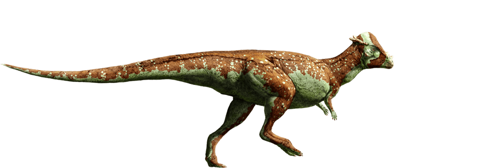 jurassic_world__pachycephalosaurus_by_sonichedgehog2-d8qh0wl.png