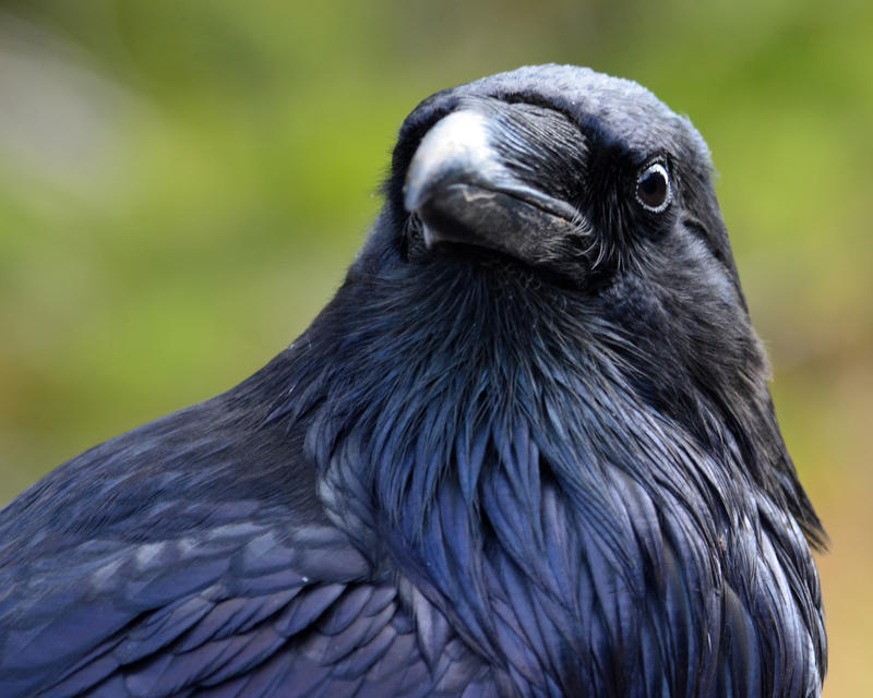 roaring_mountain_raven_portrait_by_canis