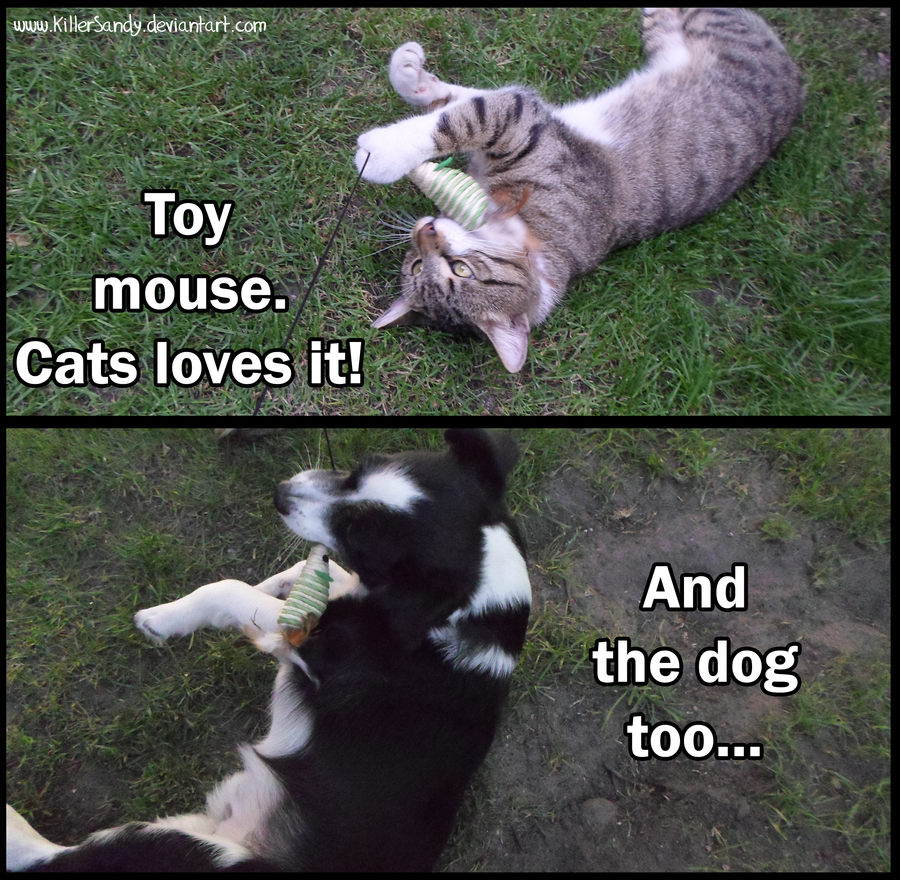 Facts about cats and dogs 1 by KillerSandy on DeviantArt