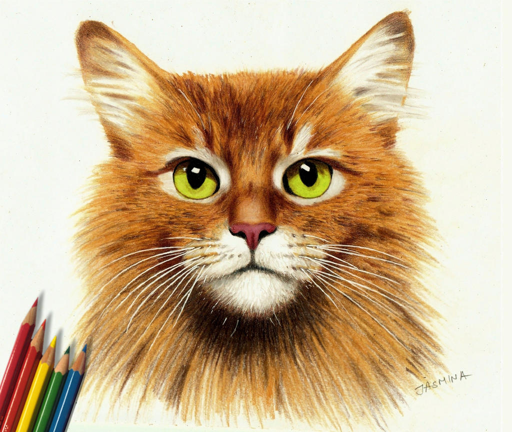 Colored Pencil Drawing: Somali Ginger Cat by JasminaSusak on DeviantArt