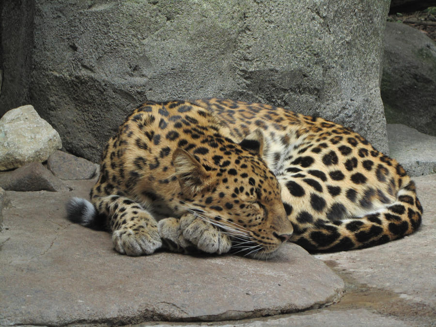 Resultado de imagem para amur leopard sleeping