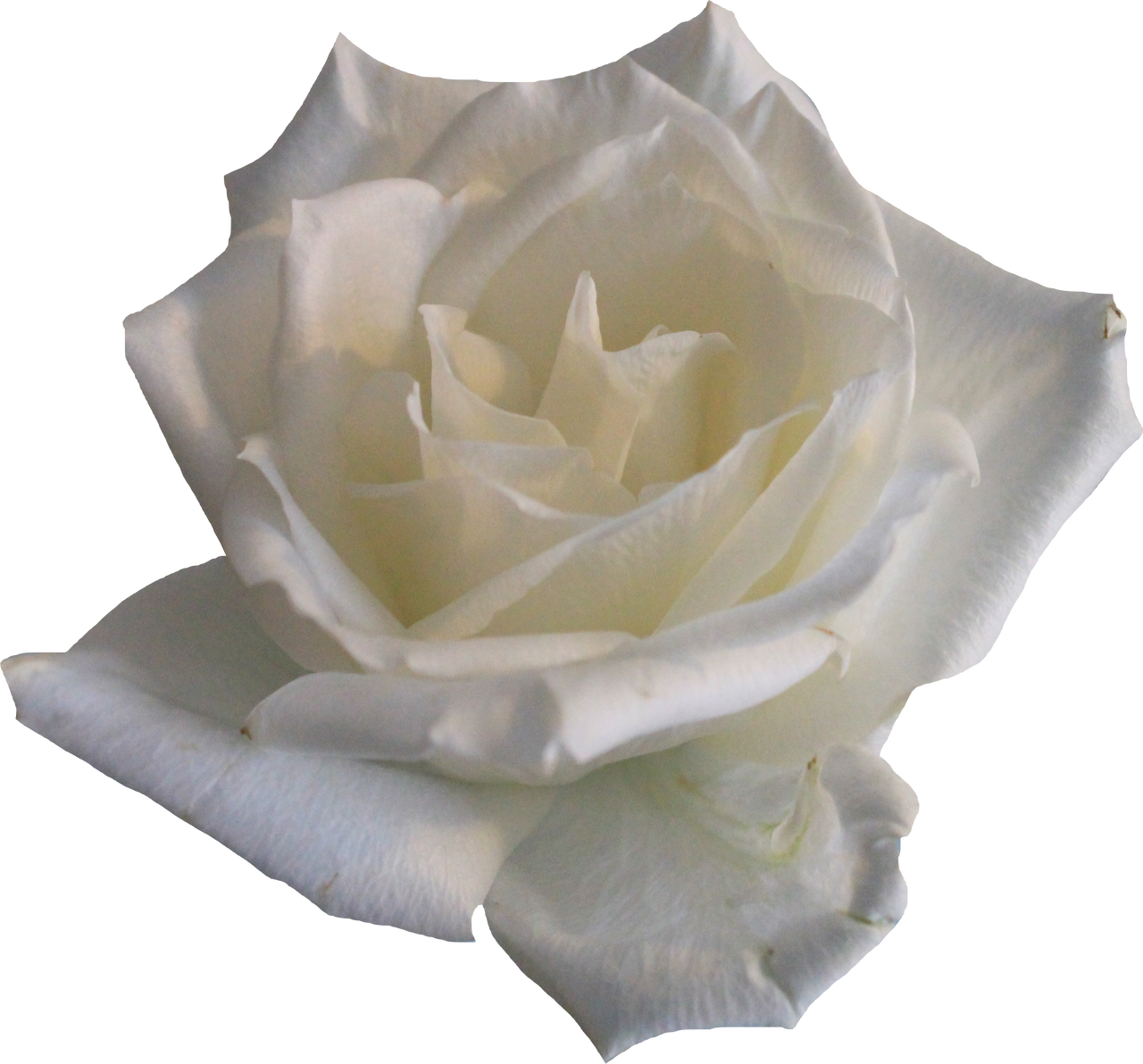 Single White Rose Png