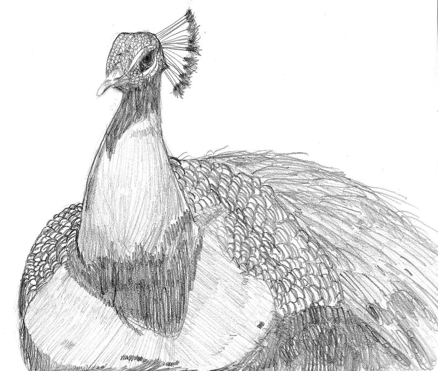 THE PEACOCK OF PENCIL(NESS) by aboredlifeisboring on ...