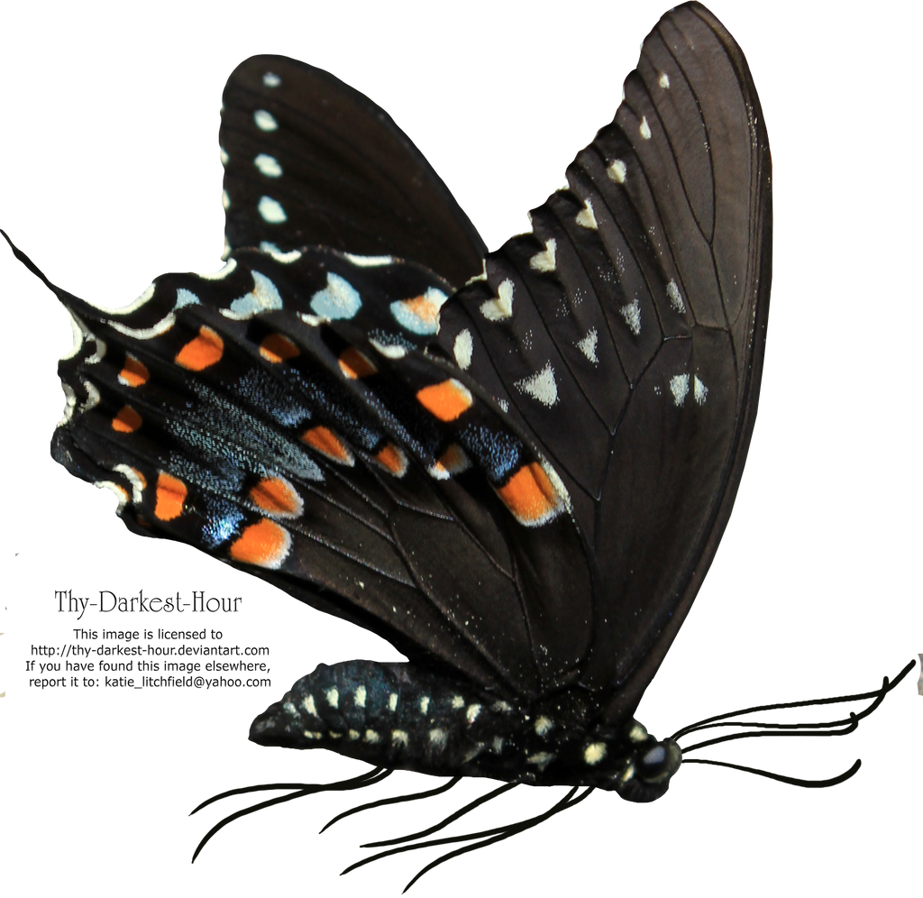 png clipart- butterfly pack - photo #28
