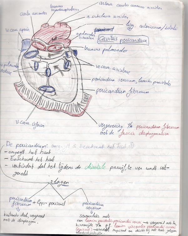 anatomy drawing: heart by j0hn-j0hn on DeviantArt