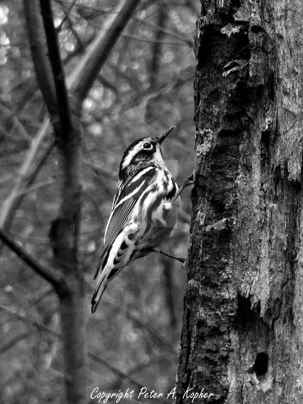 Black and White Warbler in b+w by peterkopher