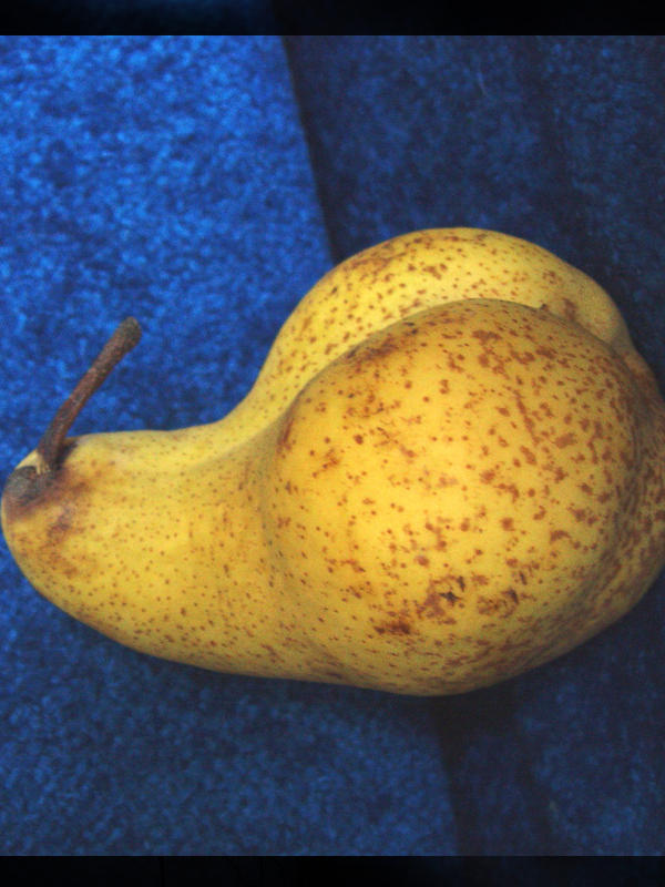 Ass Pear Homemade Porn